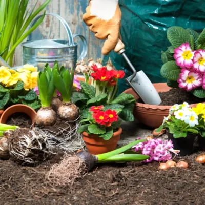 uprawa i pielęgnacja pierwiosnka w ogrodzie