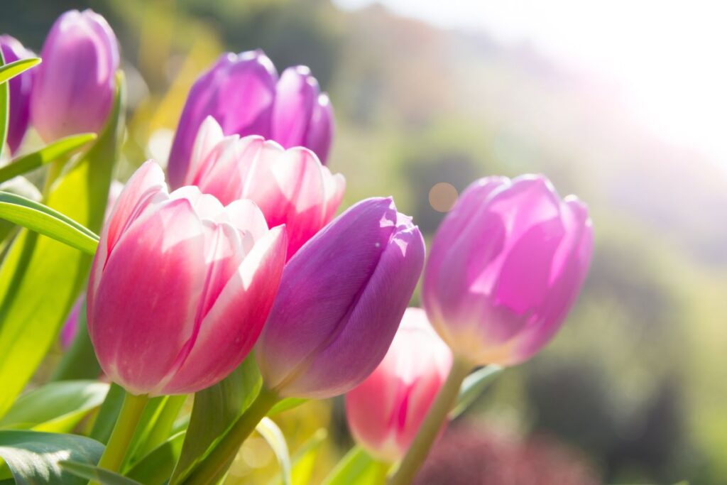 kwitnący tulipan