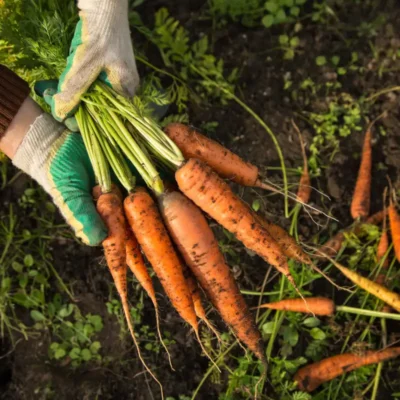 marchew wyjęta z ziemi i trzymana przez rolnika
