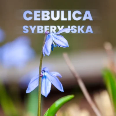 cebulica syberyjska wyróżniona na rozmazanym tle z podpisem