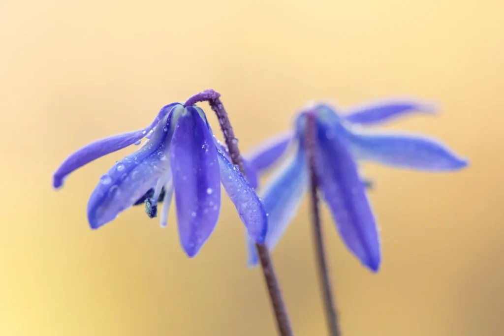 cebulica syberyjska na żółtym tle