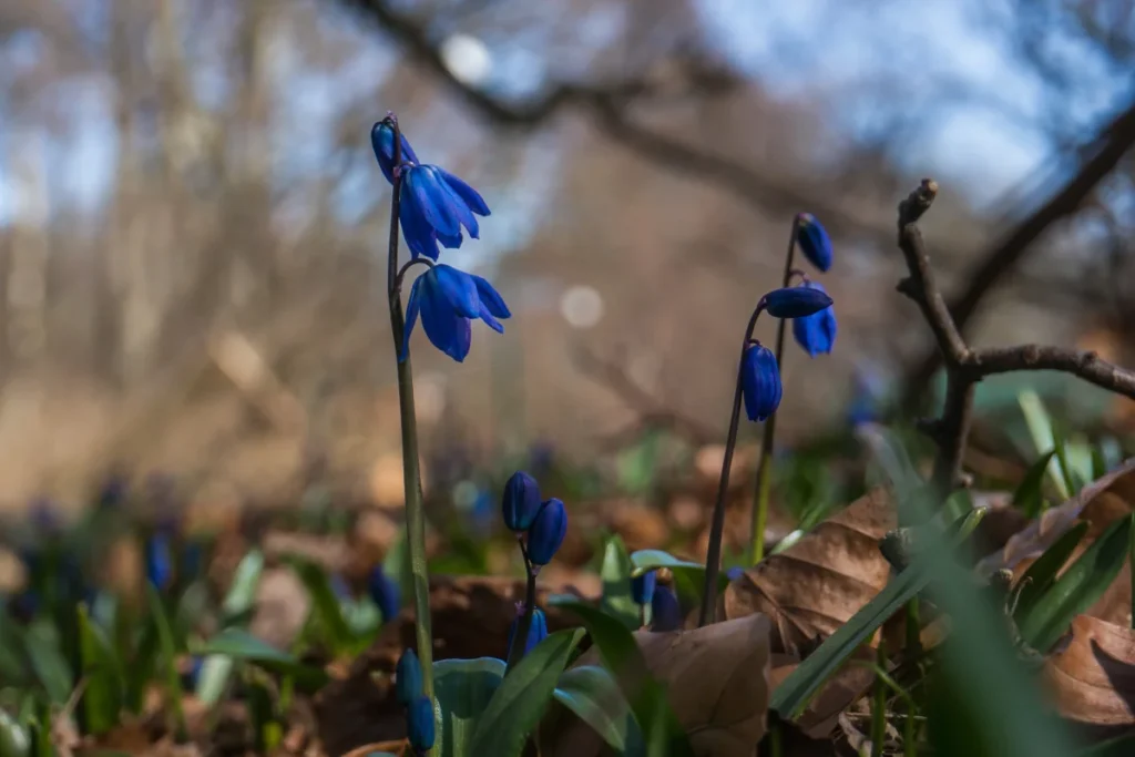 cebulica syberyjska dzika