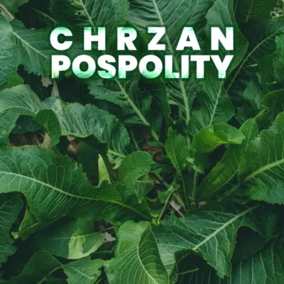 chrzan pospolity poradnik uprawy i pielęgnacji