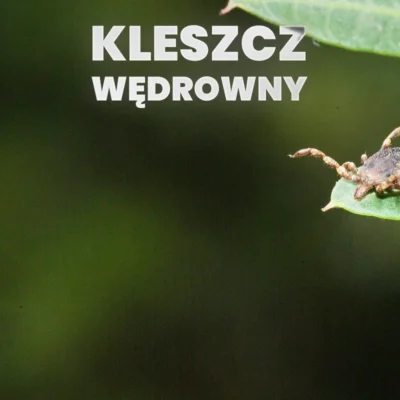 kleszcze afrykańskie wędrowne