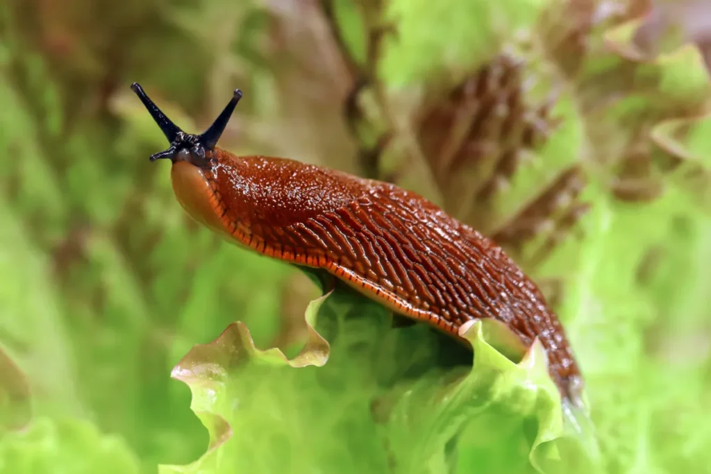 ślinik luzytański na liściu zwrócony w stronę oglądającego