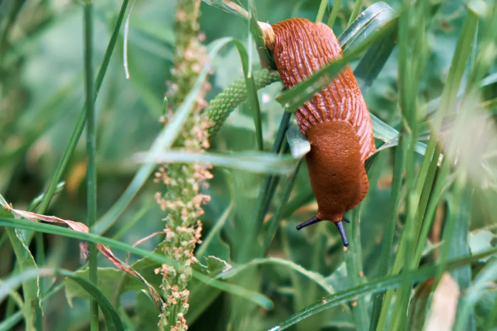 schodzący z upraw ślinik luzytański