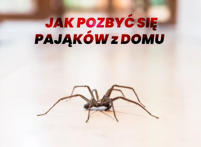 jak pozbyć się pająków z domu sposoby