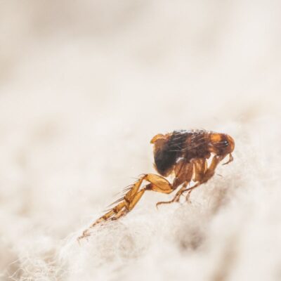 jak sprawdzić czy są pchły w domu