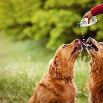 Jaka woda dla psa?