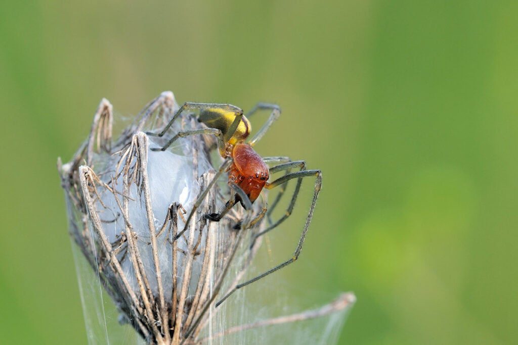 gniazdo kolczaka zbrojnego