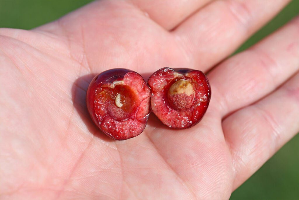 jak wyplenić robaki w czereśniach