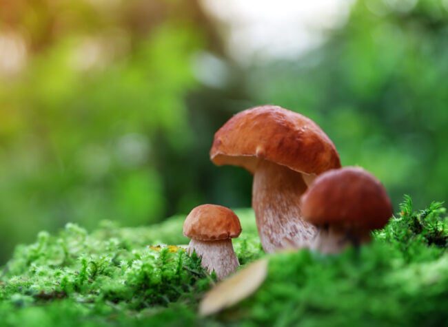 Kiedy rosną grzyby?