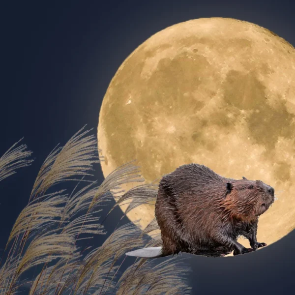 pełnia listopad 2024 księżyc bobra kiedy