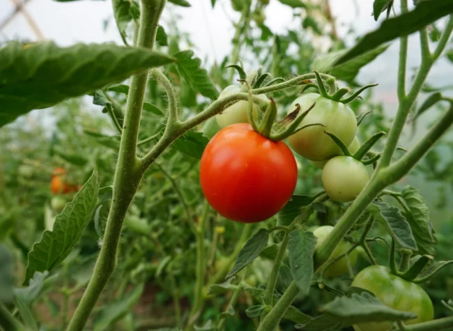 co zrobić z pomidorów na zimę poradnik