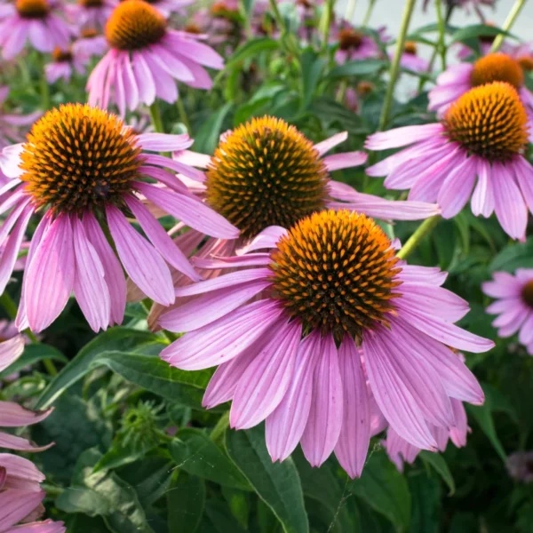 kiedy sadzić jeżówki