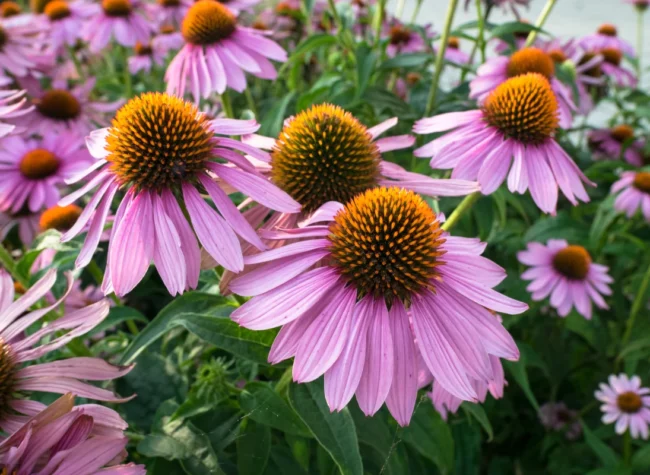 kiedy sadzić jeżówki