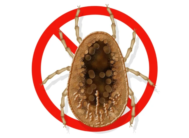 obrzeżek gołębień kleszcze gołębie