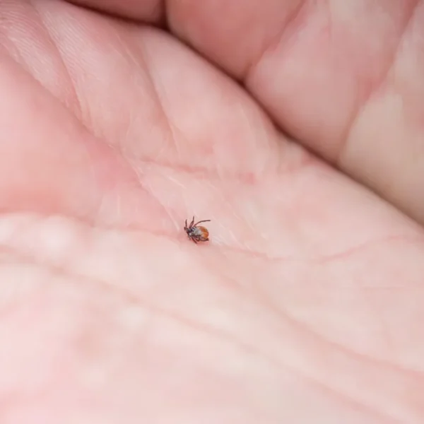 urwany kleszcz sprawdź czy żyje