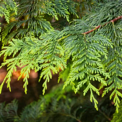 jałowce wirginijskie