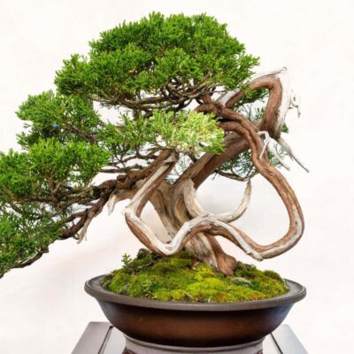 Jałowiec chiński jaki bonsai