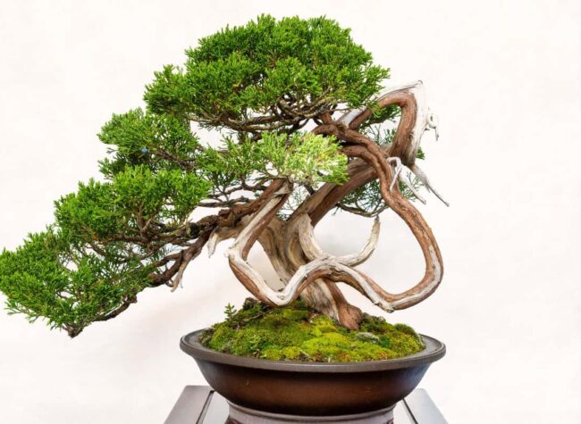 Jałowiec chiński jaki bonsai