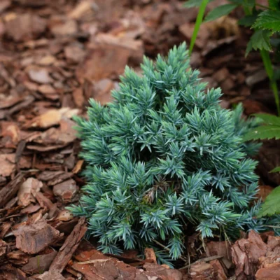 Jałowiec łuskowaty