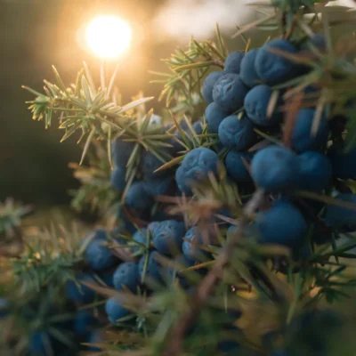 jałowiec zwyczajny pielęgnacja