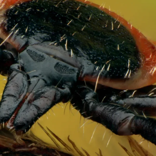 kleszcz łąkowy przybliżenie gatunku