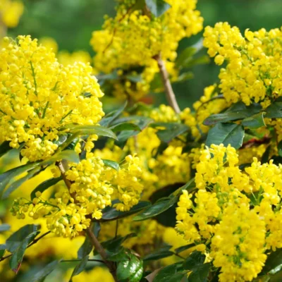Mahonia