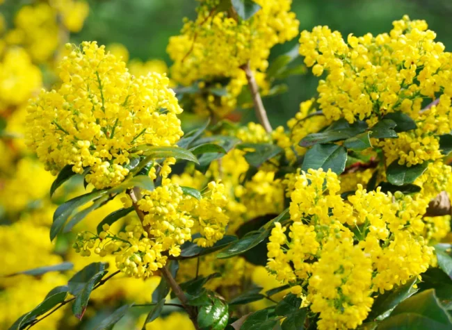 Mahonia