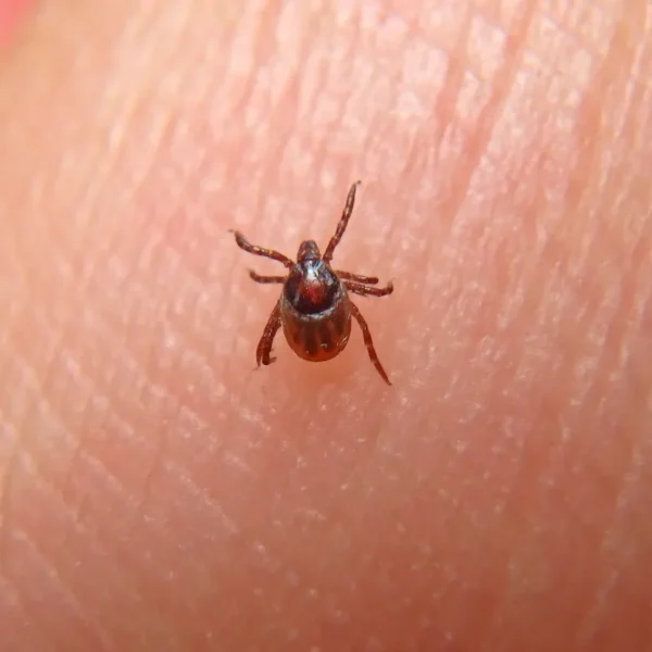 nimfa kleszcza na zbliżeniu na opuszku palca