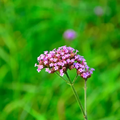 werbena patagońska pielęgnacja