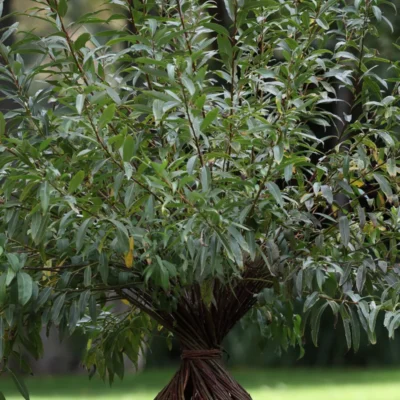 wierzba pleciona kwiat