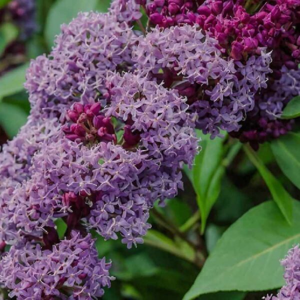 Kwiatostany budlei Dawida w odcieniach fioletu i purpury w ogrodzie