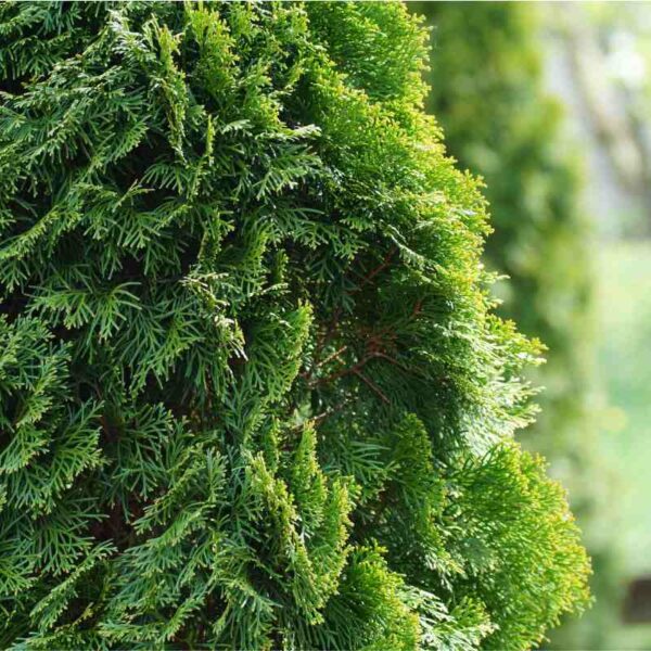 Co zamiast tui w ogrodzie? Pomysły na efektowny żywopłot