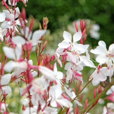 Kwiaty gaury lindheimeri z bliska – białe z różowymi akcentami