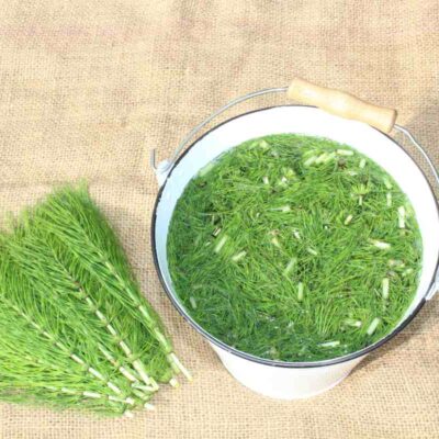 Skrzyp polny przygotowany do zrobienia gnojówki – zioło zalane wodą w wiadrze