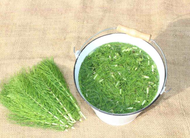 Skrzyp polny przygotowany do zrobienia gnojówki – zioło zalane wodą w wiadrze