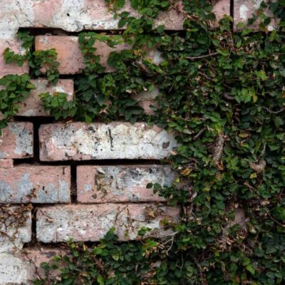 jak zakryć brzydką ścianę w ogrodzie