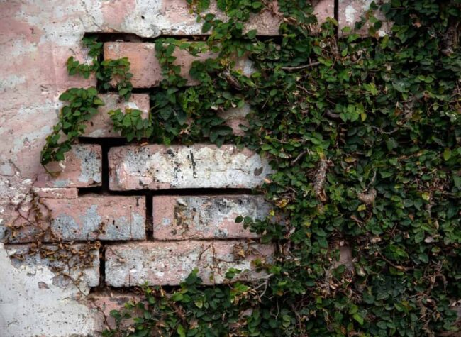 jak zakryć brzydką ścianę w ogrodzie