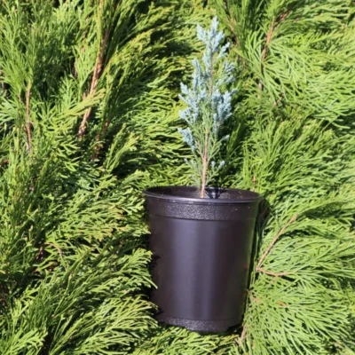 jałowiec skalny w donicy na tle roślin