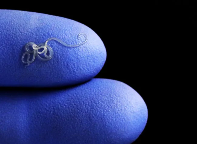 nicienie w ogrodzie poradnik