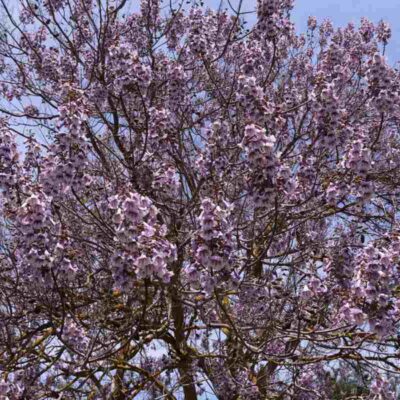 Kwitnąca paulownia omszona z bliska, fioletowe kwiaty na gałęziach