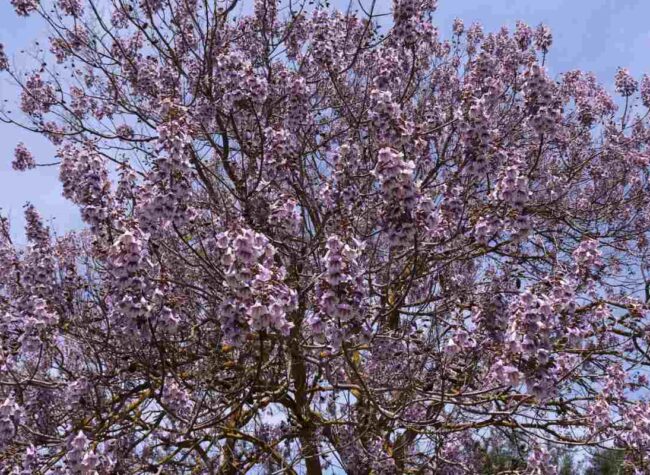 Kwitnąca paulownia omszona z bliska, fioletowe kwiaty na gałęziach