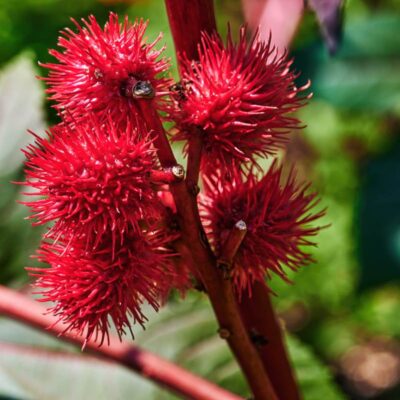 Zbliżenie na kolczaste, czerwone owoce rącznika pospolitego
