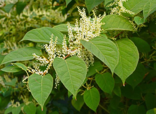 Zbliżenie liści i kwiatów rdestowca japońskiego w pełnym rozkwicie