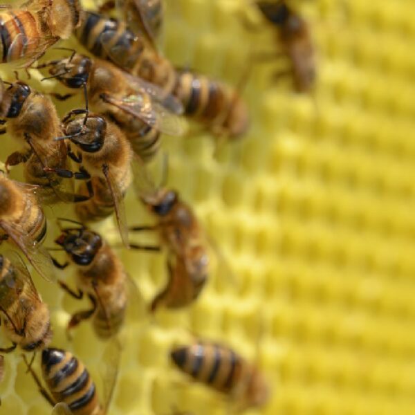 Pszczoły pracujące na jasnym żółtym plastrze wosku, zbliżenie pokazujące szczegóły owadów i struktury komórek.
