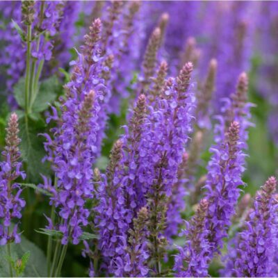 Zbliżenie na kwiaty szałwii omszonej w pełnym rozkwicie