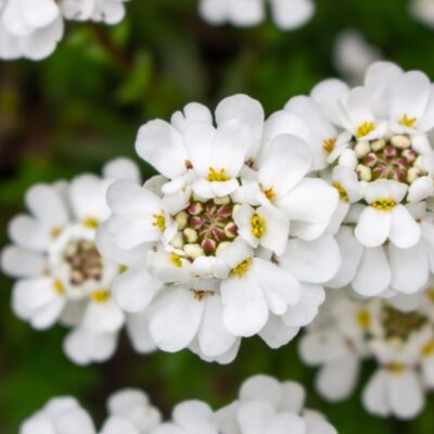 Zbliżenie na białe kwiaty ubiorka wiecznie zielonego, kwitnącego na rabacie