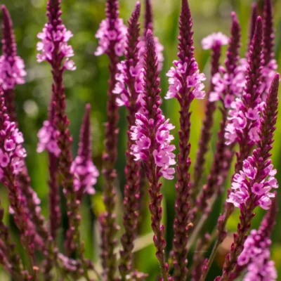 werbena krzaczasta jak sadzić